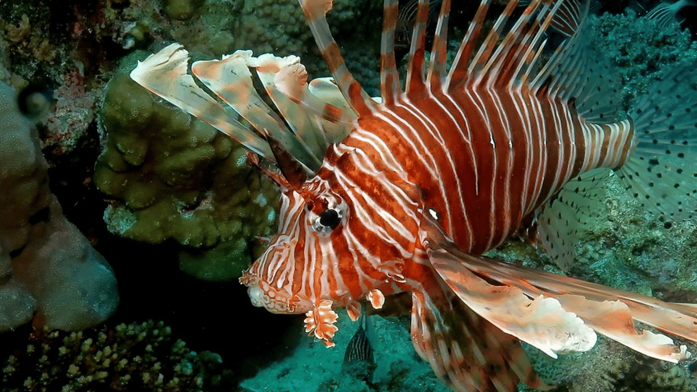 A striking Lionfish featuring dramatic, fan-like venomous spines and a distinct striped body pattern.
