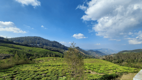A picturesque tea estate with lush green hills, white clouds floating across a clear blue sky.
