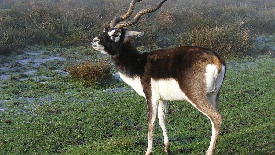 Balukhand Konark Wildlife Sanctuary in konark