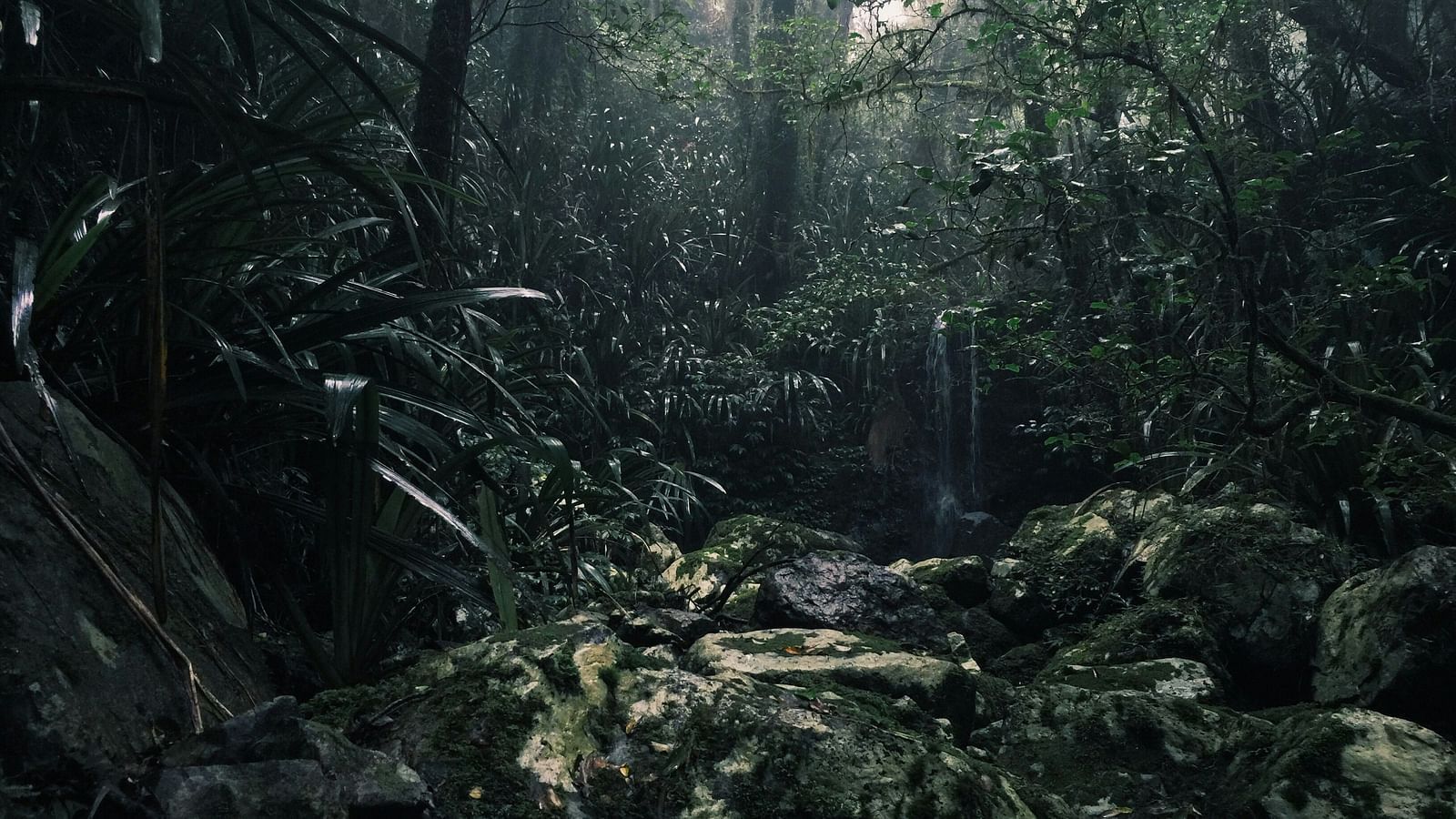 An image of the forest with small shrubs and trees covered in rain.