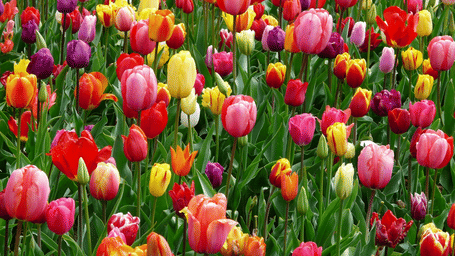 A field with multiple coloured tulips in bloom.