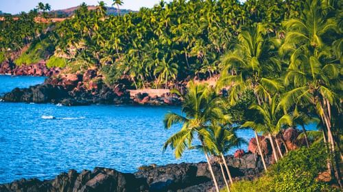 lucid blue waters of the coast surrounded by greenery