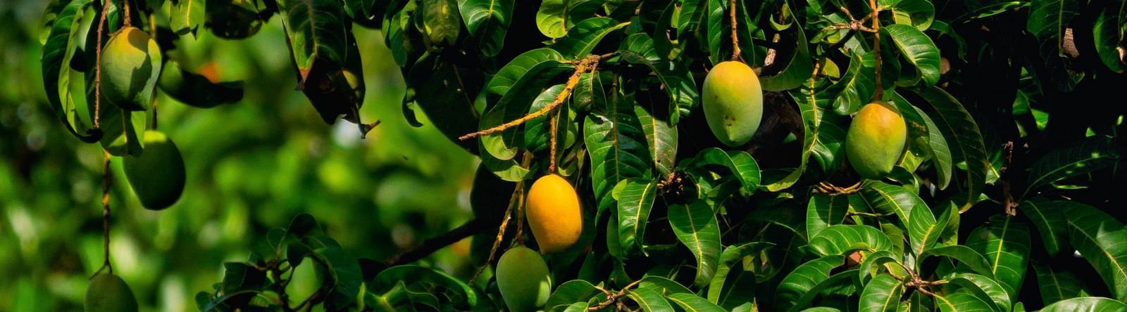 Close-up view of a tree with ripe mangoes on it.