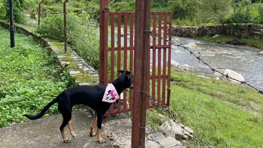A dog watching a water stream through the gate at the Sylvan Retreat, Dehradun.