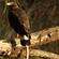 A crested serpent eagle with dark brown plumage perched on a horizontal tree branch.