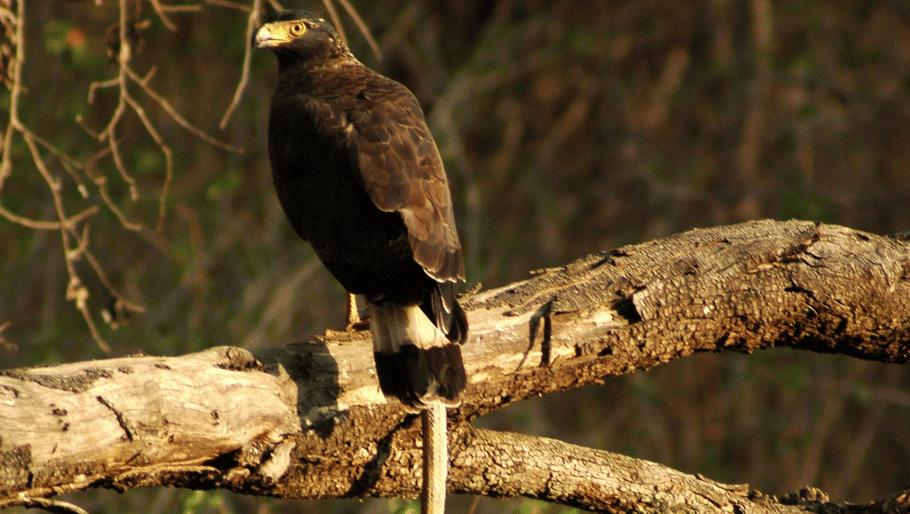 A crested serpent eagle with dark brown plumage perched on a horizontal tree branch.