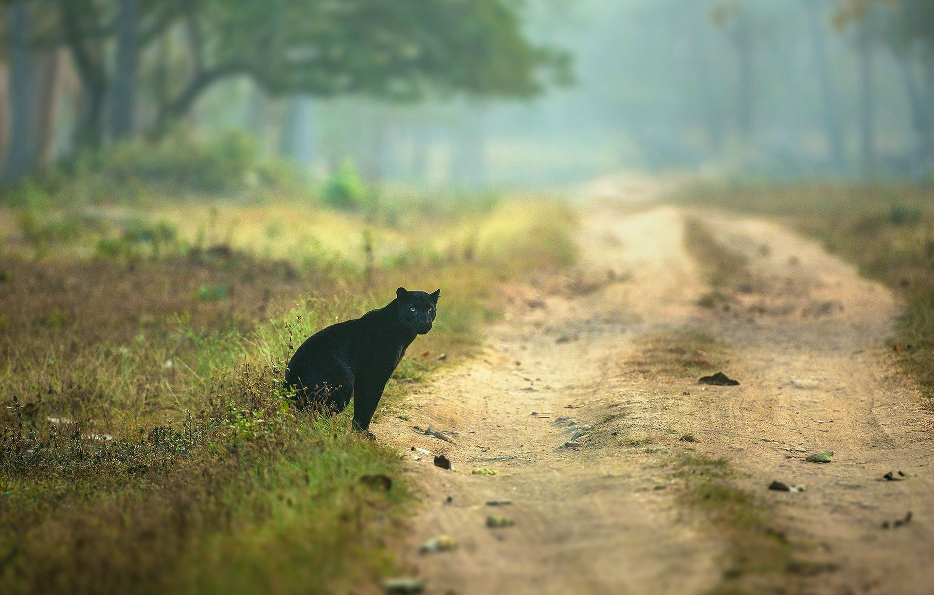 Black panther on a dirt path in the forest.