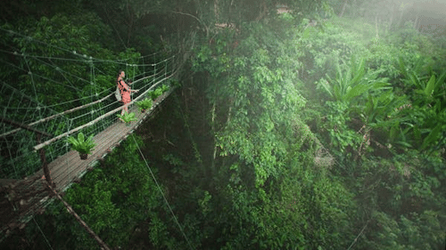 Person walking on a suspension bridge surrounded by dense tropical rainforest with sunlight filtering through the trees.