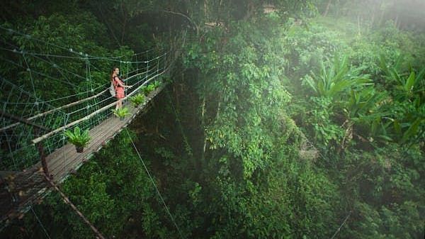 Person walking on a suspension bridge surrounded by dense tropical rainforest with sunlight filtering through the trees.
