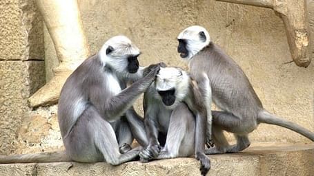 green-monkeys-monkey-old-world-monkey-monkey-family-66865