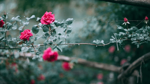 view of a rose plant