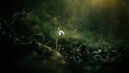 Single delicate white flower emerging from dark soil, illuminated by soft sunlight in a serene natural setting.