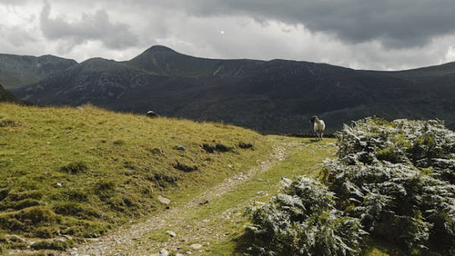 A sheep on a hill