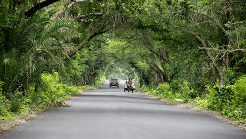A  straight road surrounded by tall trees forming a natural canopy.