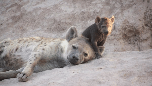 A spotted hyena with its cub resting on its back.