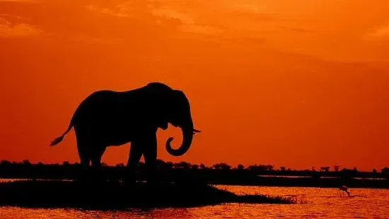 elephant with orange backdrop during sunset
