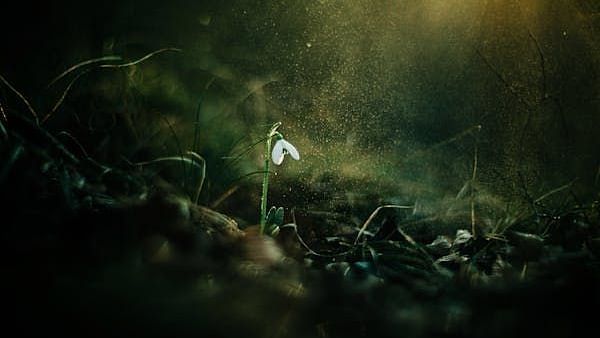 Single delicate white flower emerging from dark soil, illuminated by soft sunlight in a serene natural setting.