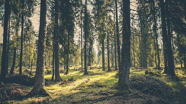 image of a forest