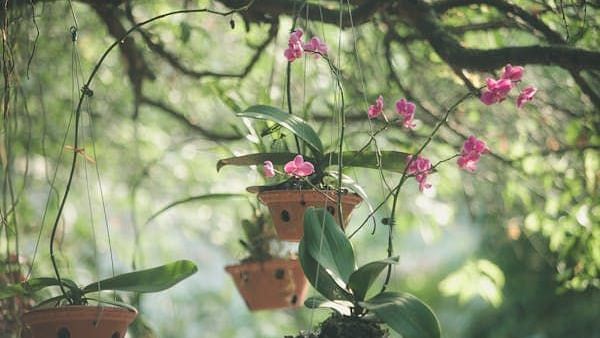 orchid