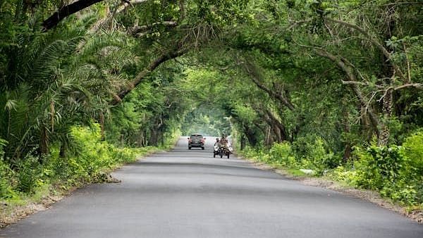 A  straight road surrounded by tall trees forming a natural canopy.