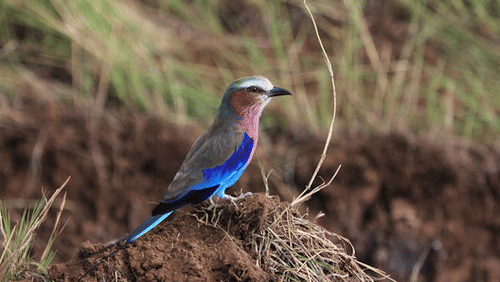 pexels-photo-3772822