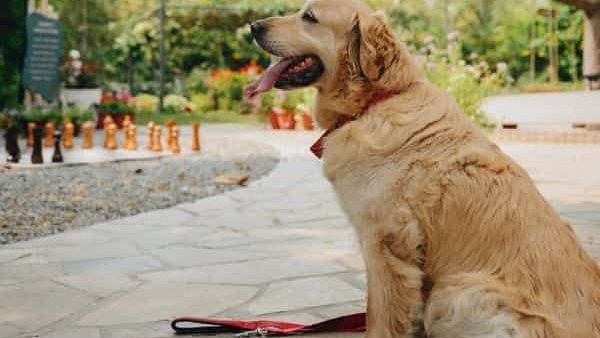 Golden retriever sitting beside a walkway at Karma Chalets with trees and benches in the background.