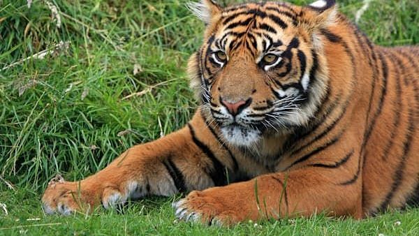 A close up shot of a tiger resting with greenery around