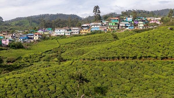 view of a tea estate