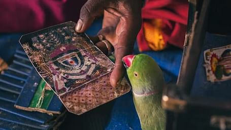A close-up captures the interaction between a green parrot with a red beak and a person's hands holding decorated fortune-telling cards.