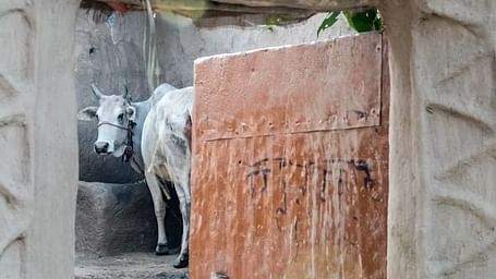 A bovine with horns stands behind a partially visible gate.