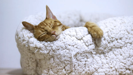 A cat is peacefully sleeping inside a soft, textured pet bed.