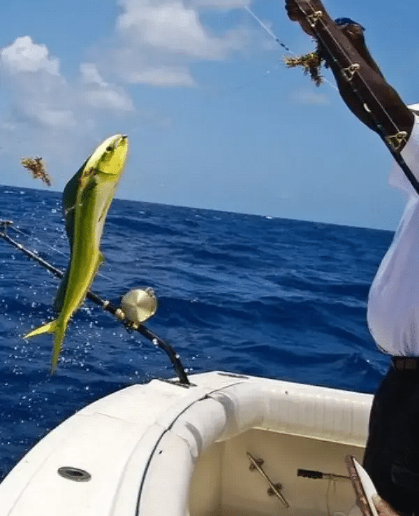 A freshly caught fish being reeled into a boat in deep blue ocean water during a fishing trip.