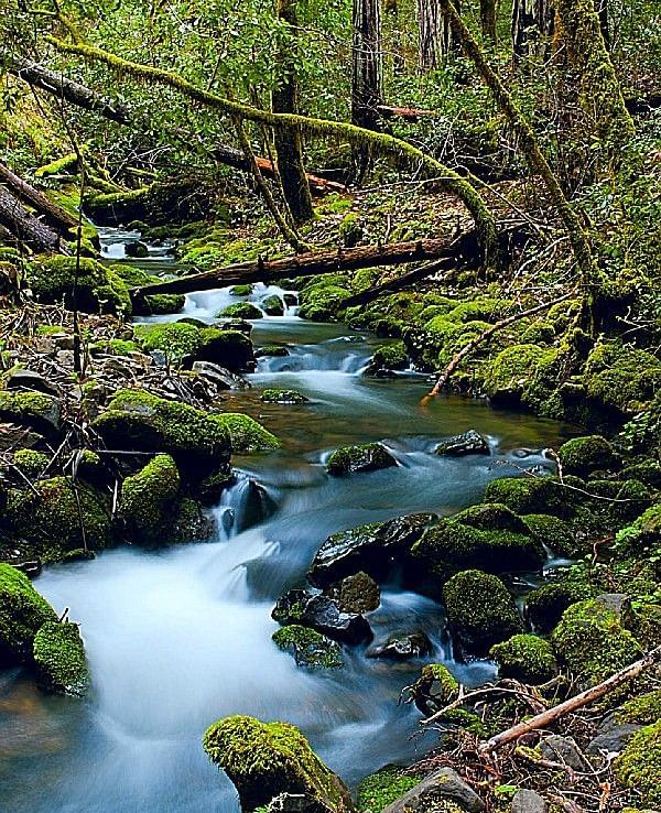 A stream cascading over rocks in a forest - Brewery Gluch Inn & Spa