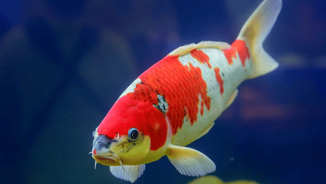 A vibrant ornamental Koi Carp swimming gracefully through clear water in a garden pond.