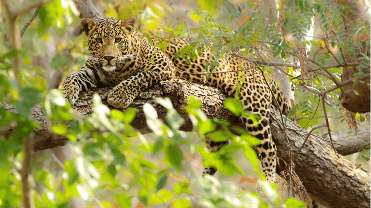 Satpura National Park Resorts, Satpura Resort, Jungle resorts in Madhya Pradesh, Forest resorts in Madhya Pradesh,  Wildlife resorts in Madhya Pradesh