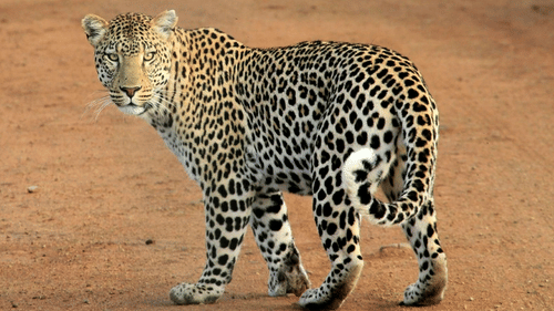 Leopard standing on a dirt path in the wild.