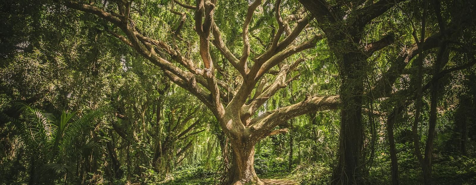 An image of a dense forest with huge trees and strong branches spreading out | Avalon Cottages, Kanatal