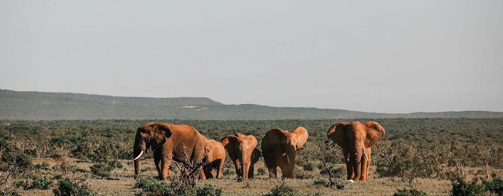 Elephants roaming in a vast green forest, surrounded by short shrubs and grassy mountains in the vicinity