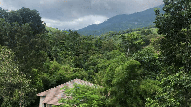 A small house nestled among trees, with a stone path leading to it.- Abad Brookside Lakkidi, Wayanad