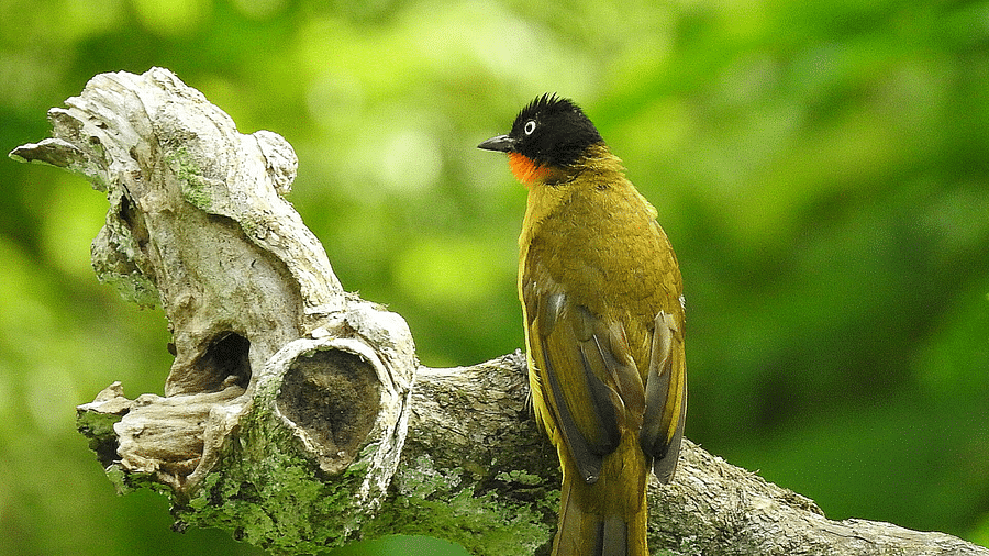 A back view of flame-throated bubul bird perched on a tree branch with a green blurry background | Vythiri Resort, Wayanad
