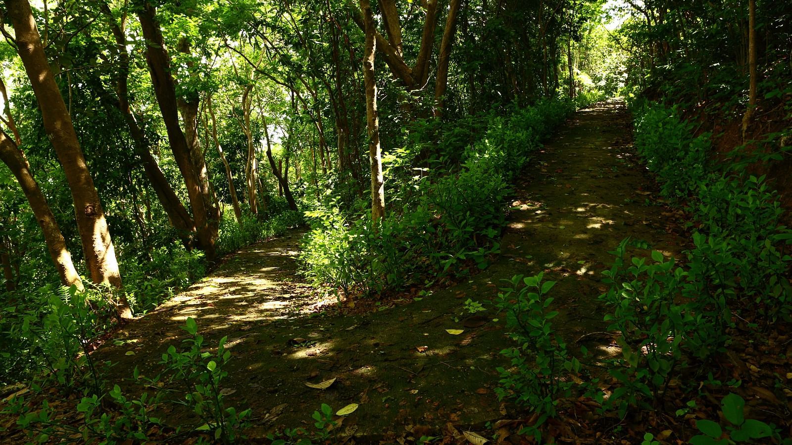 Sunlit trail surrounded by tall green trees at Flower Island Resort.