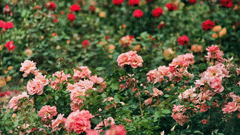 A dense bed of blooming roses in shades of red, pink, and peach, surrounded by green foliage