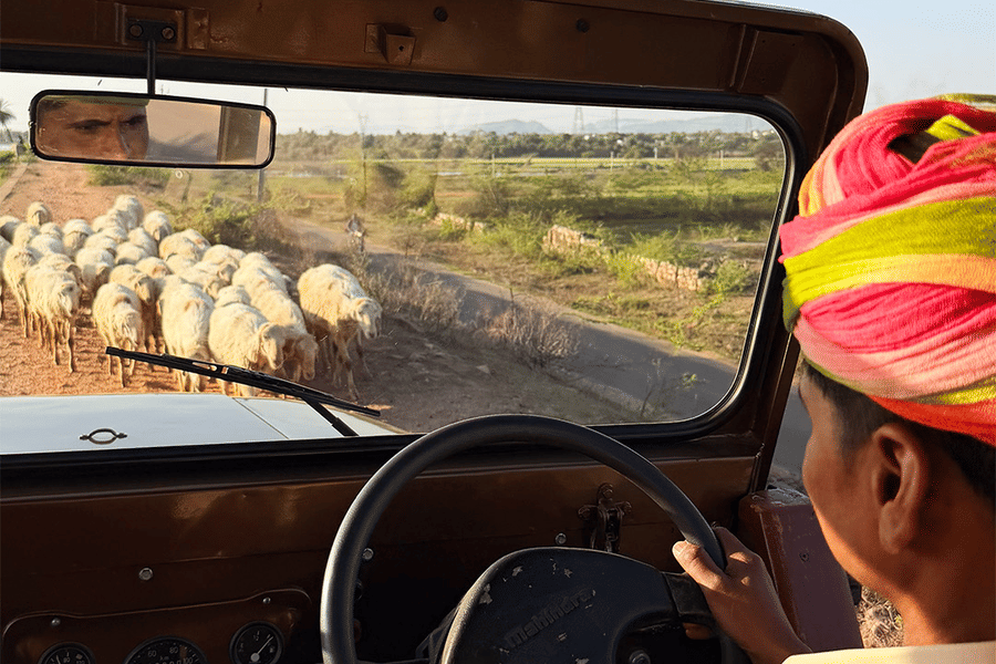 View from inside an open jeep as a driver wearing a colorful turban navigates a dirt road past a herd of sheep during a rural safari drive.