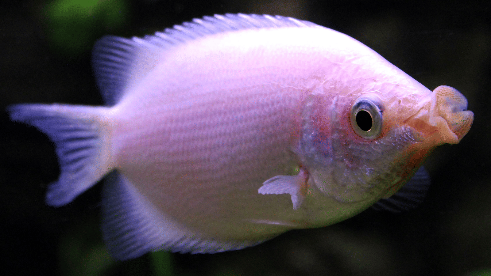 A round-bodied Kising Gourami fish with its prominent, outward-facing lips, swims through dark waters.