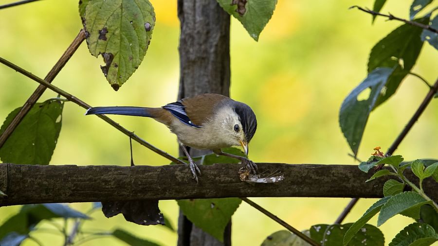 A close-up photo of a small bird resting on a branch. framing the front view angle.