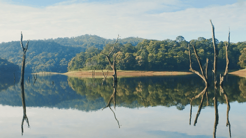 Dead tree trunks stand in a glassy lake reflecting dense forest hills.