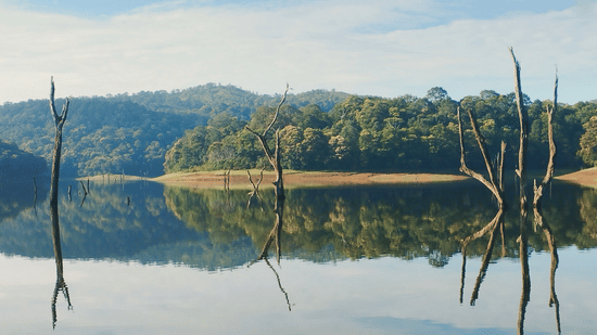 Dead tree trunks stand in a glassy lake reflecting dense forest hills.