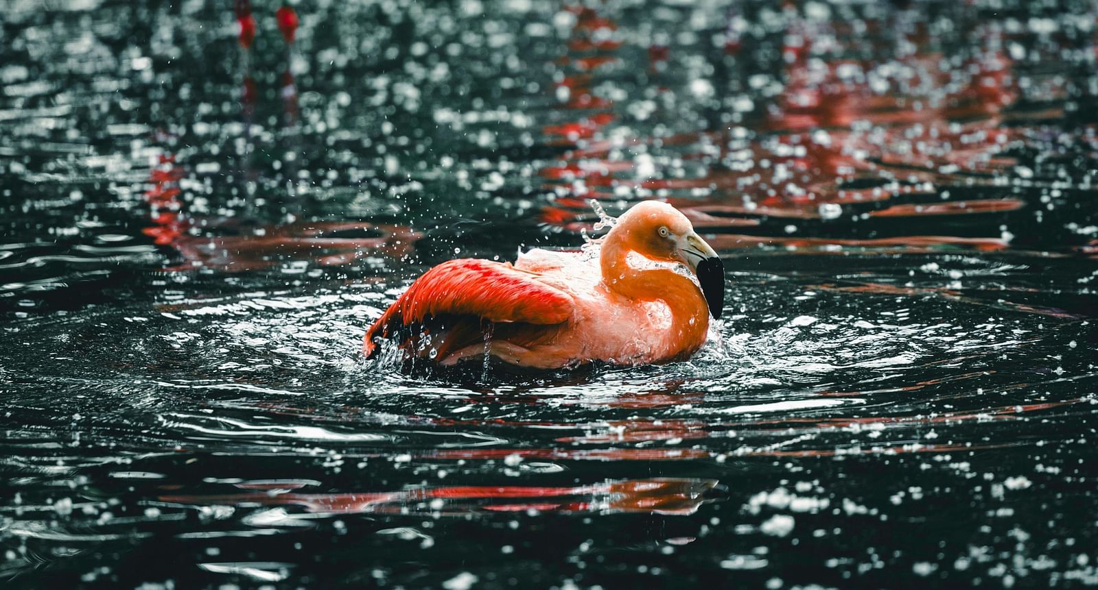 An image of a flamingo swimming in a lake