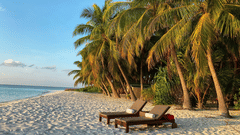 lounge chairs on a beach