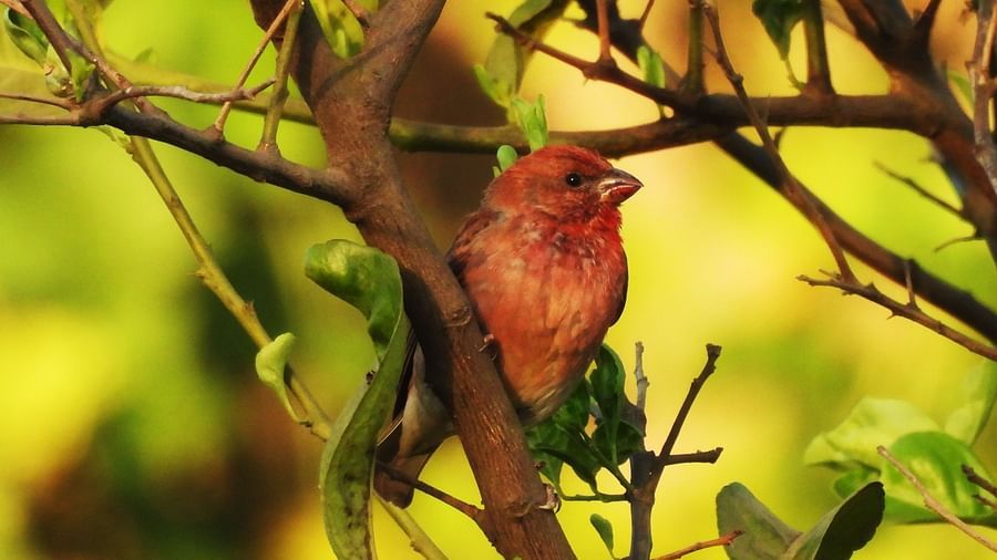 A bird blending into the leaves of a fruit-bearing tree, partially hidden from view.